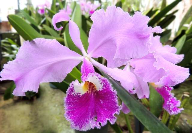 Orquidea cattleya