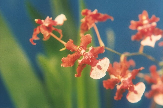 Orquidea chocolate