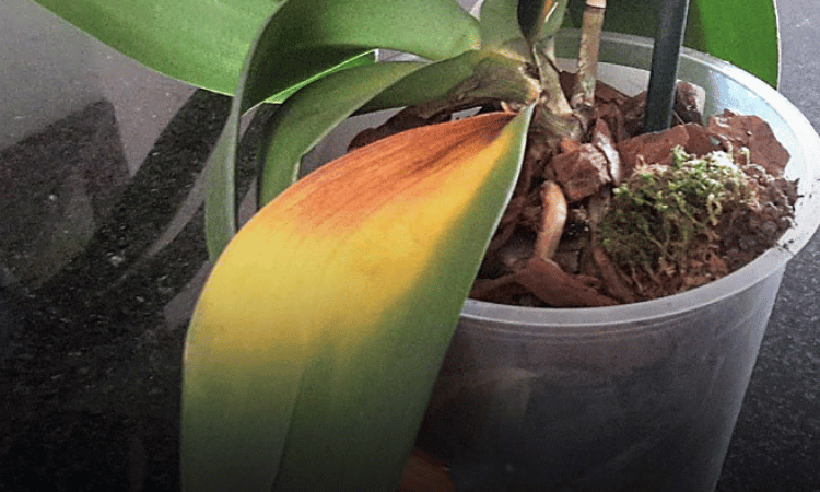 Orquidea con manchas rojizas en las hojas por demasiado sol