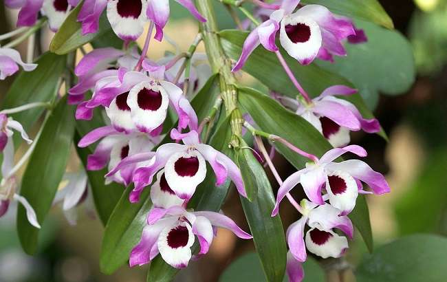 Orquidea dendrobium nobile