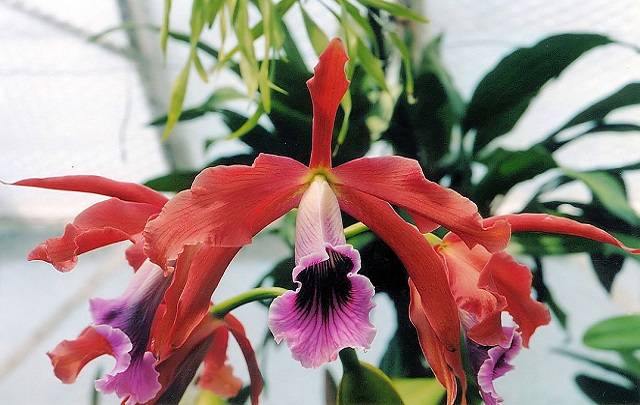Orquidea laelia tenebrosa