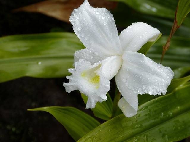Orquidea mojada Como cuidar las orquideas
