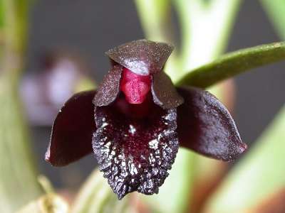 Orquidea negra flor