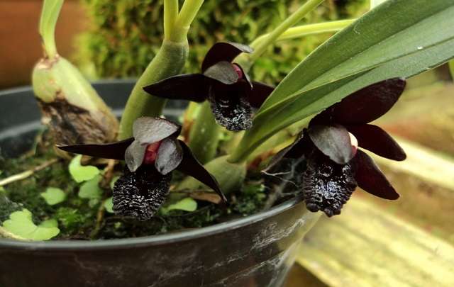 Orquidea negra