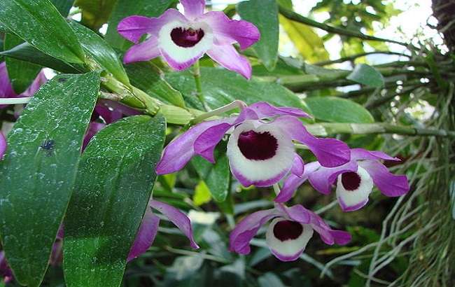 Orquidea olho de boneca
