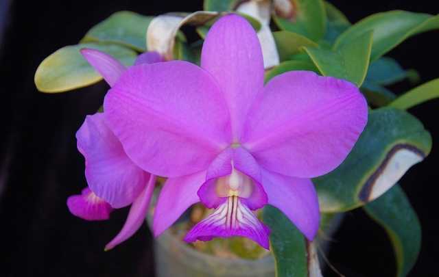 Orquidea reina del cerrado