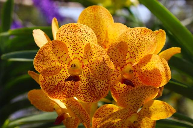 Orquidea tomando sol