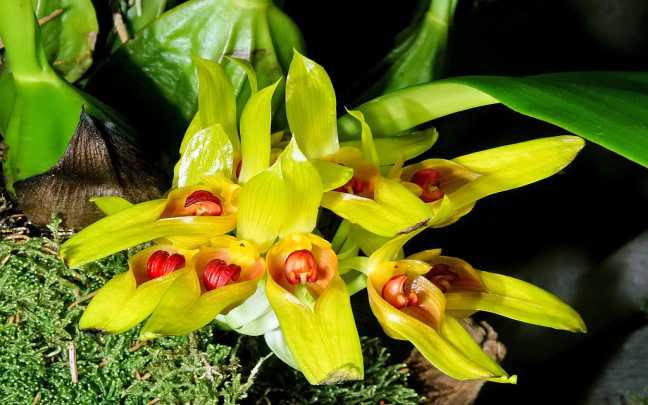 Orquideas Bulbophyllum