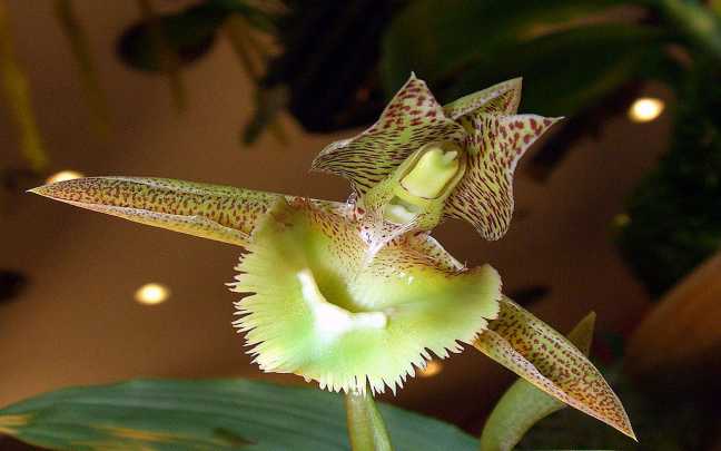 Orquideas Catasetum