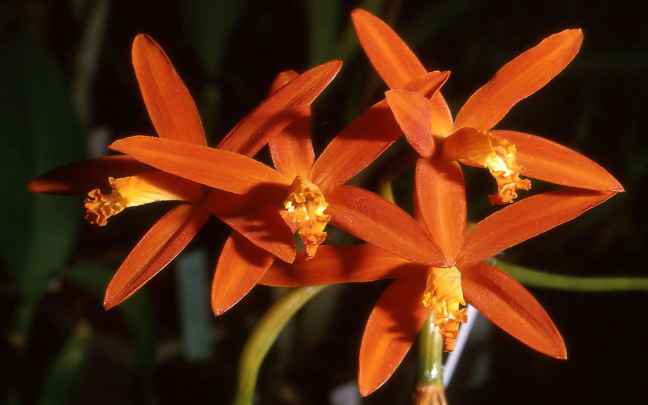 Orquideas Cattleya