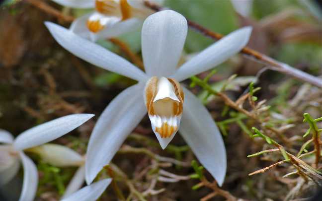 Orquideas Coelogyne