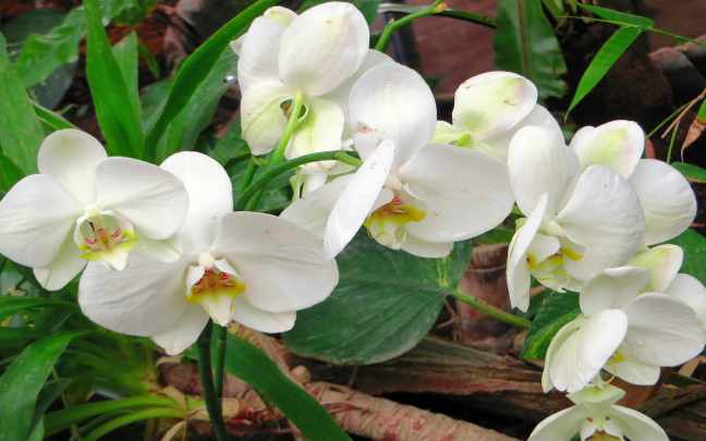 Orquideas Cymbidium