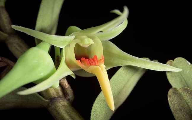 Orquideas Dendrobium