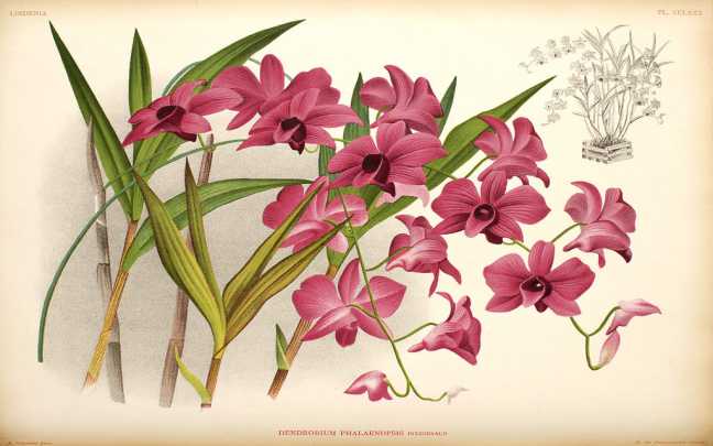 Orquideas Denphal