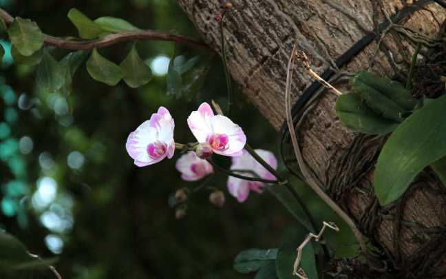Orquideas Epifitas