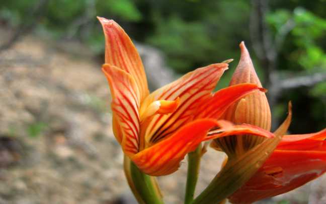 Orquideas Humicolas