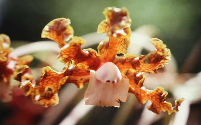 Orquideas Laelia