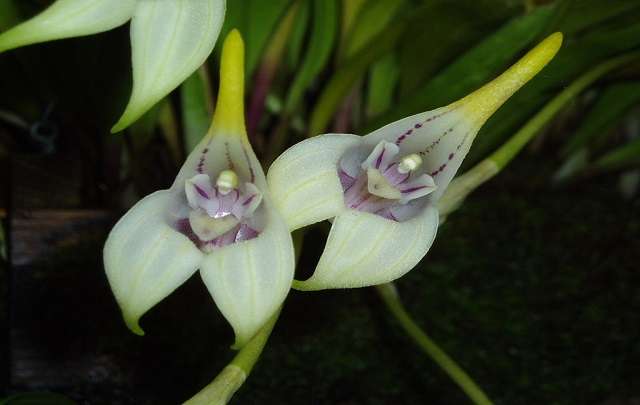 Orquideas Masdevallia