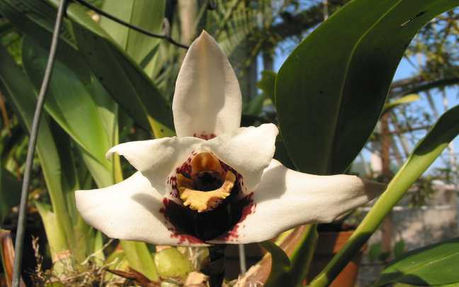 Orquideas