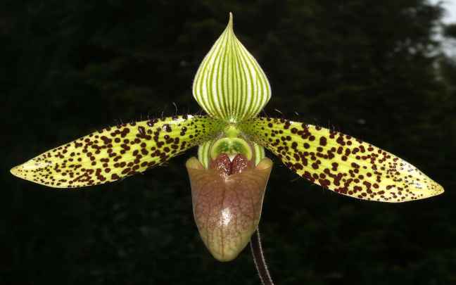 Orquideas Paphiopedilum