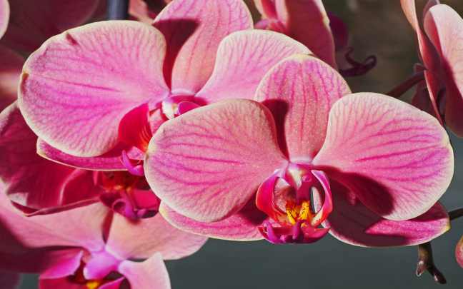 Orquideas Phalaenopsis
