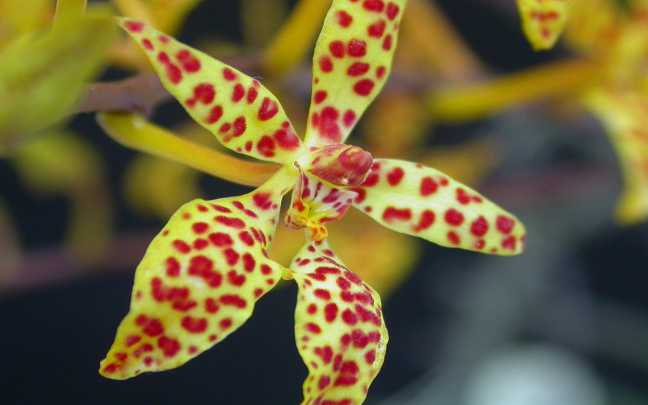 Orquideas Renanthera