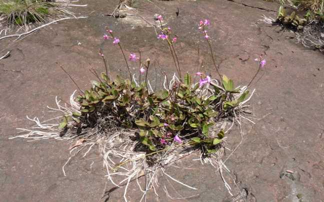 Orquideas Rupicolas