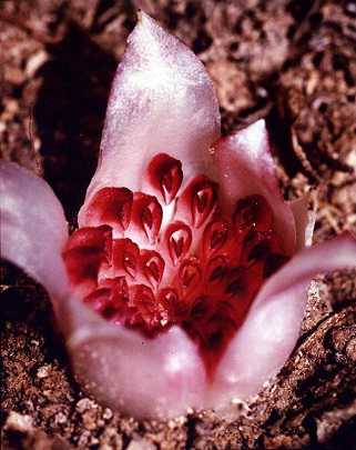 Orquideas Saprofitas
