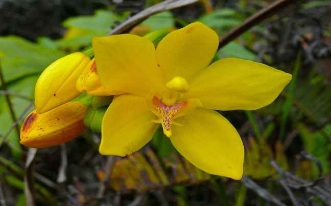 Orquideas Terrestres