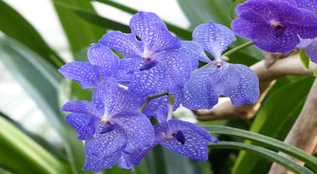 Orquideas Vanda