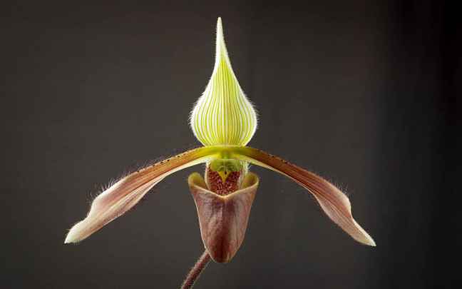 Orquideas Zapatilla
