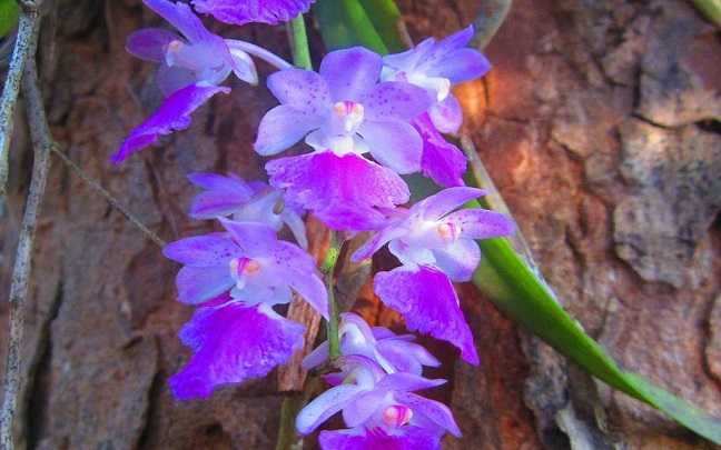 Orquideas aerides