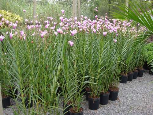 Orquideas bambu