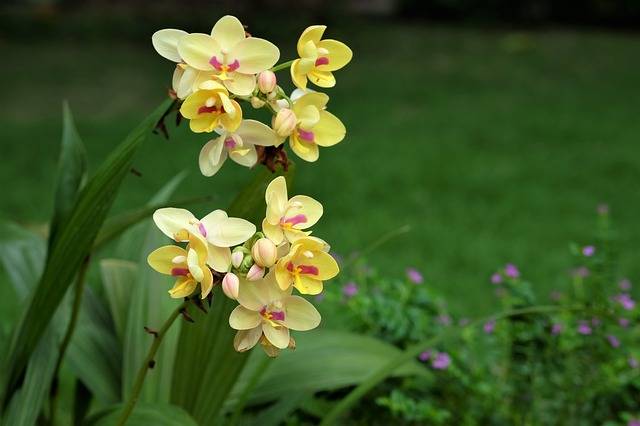 Orquideas en la naturaleza