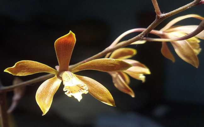 Orquideas encyclia