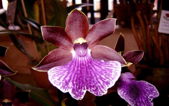 Orquideas zygopetalum