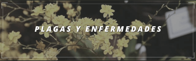 PLAGAS Y ENFERMEDADES