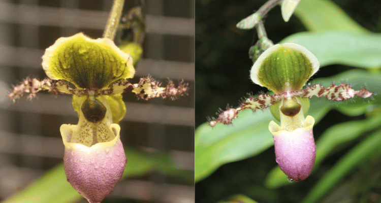 Paphiopedilum liemianum