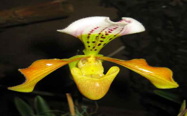 Paphiopedilum_gratrixianum