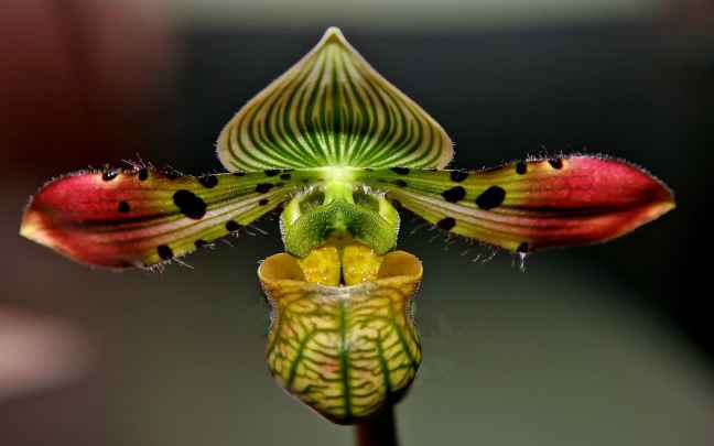 Paphiopedilum venustum