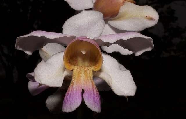 Papilionanthe teres o vanda teres
