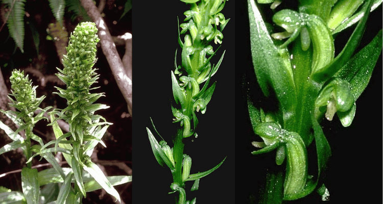 Peristylus holochila
