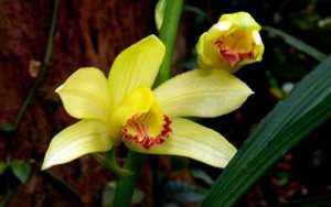 Phaius