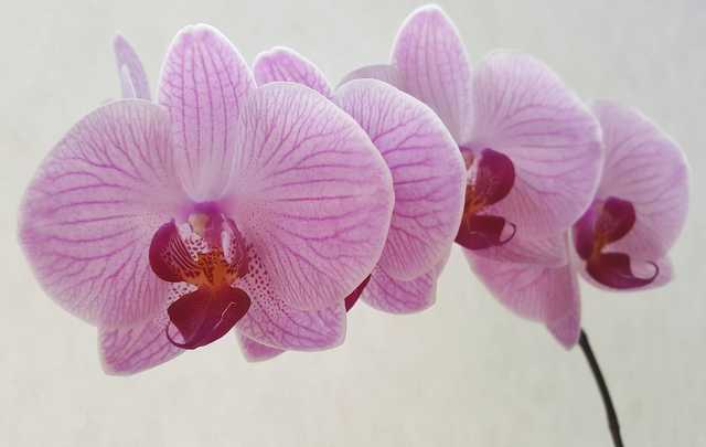 Phalaenopsis rosa