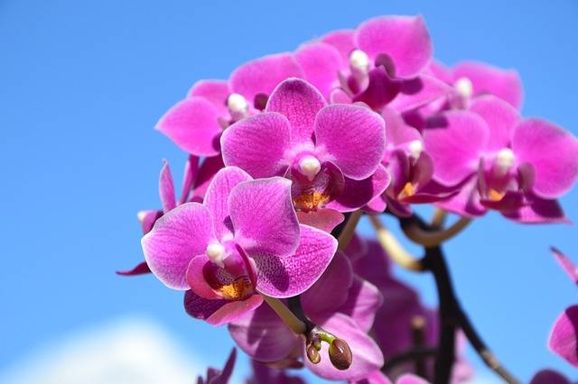 Phalaenopsis rosa 1