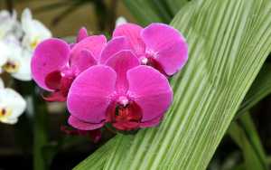 Phalaenopsis