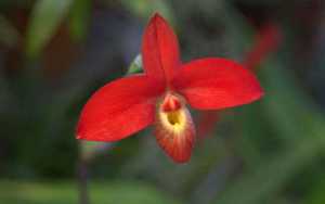 Phragmipedium besseae