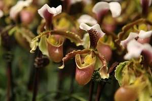 Plantacion de Paphiopedilum
