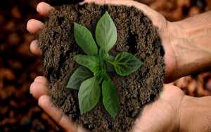 Plantar