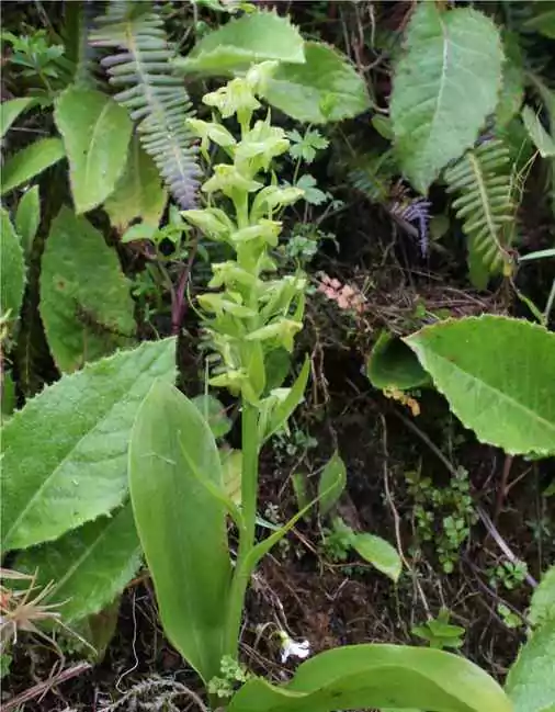 Platanthera azorica